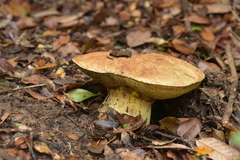 Butyriboletus persolidus