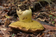 Butyriboletus persolidus