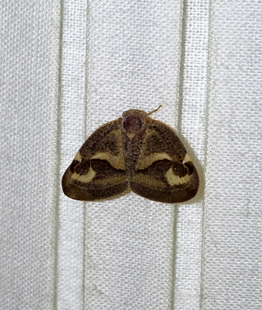 Ricania hedenborgi