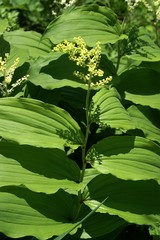 Maianthemum racemosum