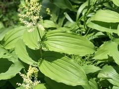 Maianthemum racemosum