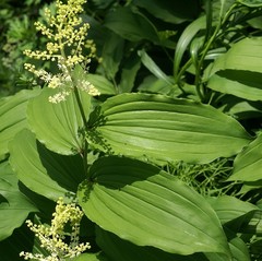 Maianthemum racemosum