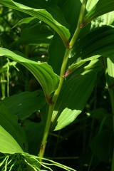 Maianthemum racemosum