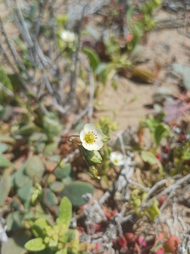 Cistanthe coquimbensis (Cistanthe coquimbensis)