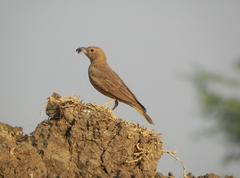 Ammomanes phoenicura