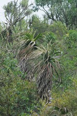 Aloe pluridens
