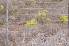 Cotyledon campanulata
