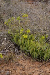 Cotyledon campanulata