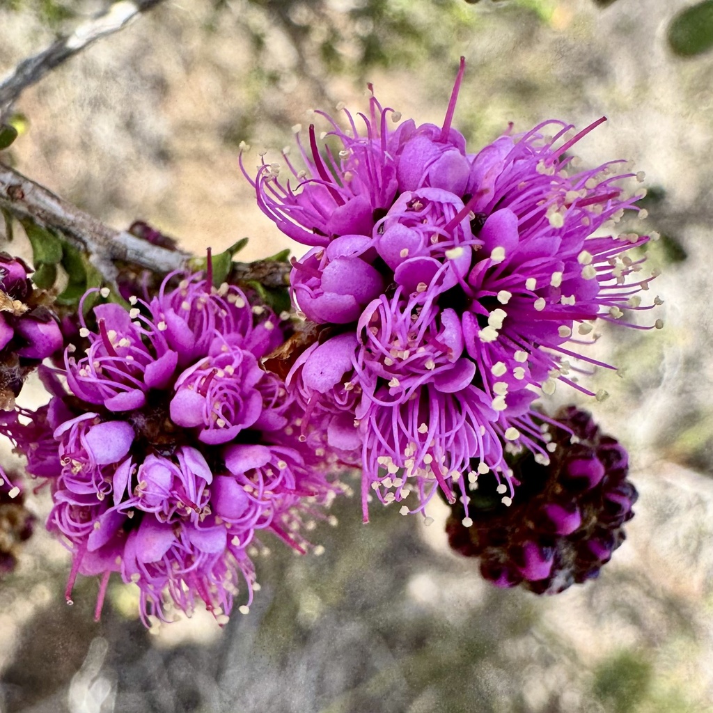Kunzea recurva; photograph (c) pimelea, some rights reserved (CC BY)