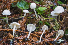Entoloma sericellum