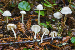 Entoloma sericellum