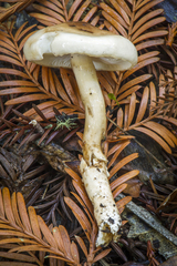 Limacella