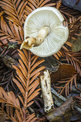 Limacella