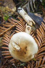 Limacella