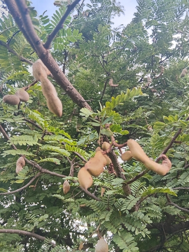 Tamarind