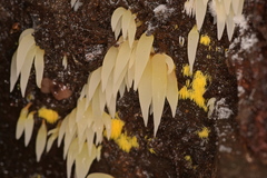 Mucronella fusiformis