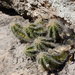 Echinocereus rischeri - Photo (c) Wolfgang Blum, some rights reserved (CC BY-NC), uploaded by Wolfgang Blum