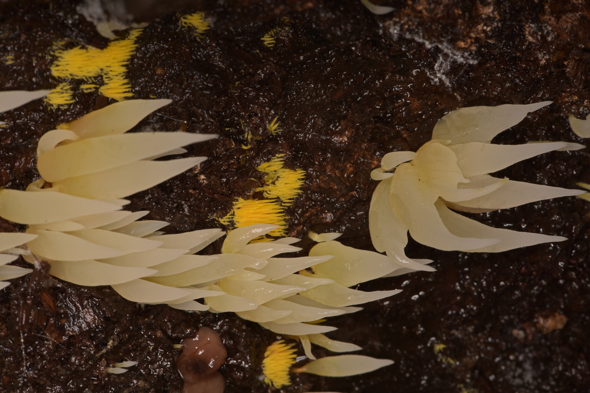 Mucronella fusiformis image