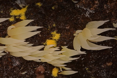 Mucronella fusiformis