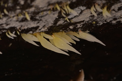 Mucronella fusiformis