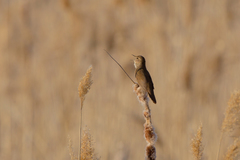 Locustella luscinioides