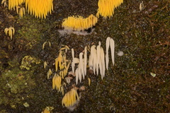 Mucronella fusiformis