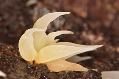 Mucronella fusiformis