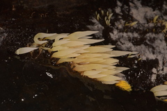 Mucronella fusiformis