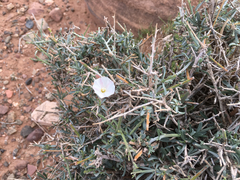 Convolvulus trabutianus