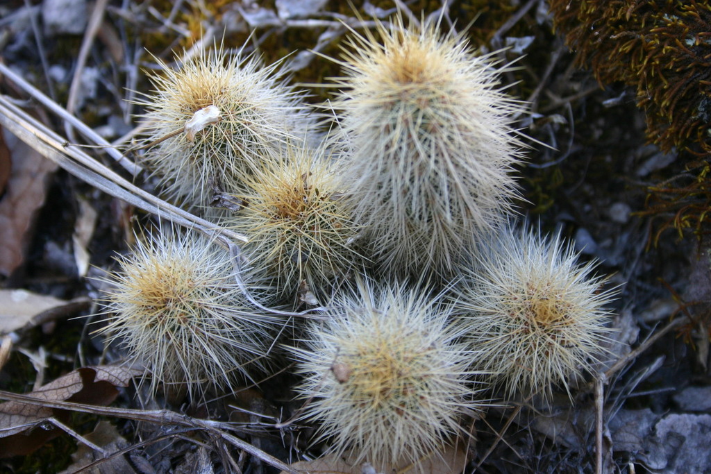 Echinocereus chaletii