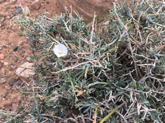 Convolvulus trabutianus