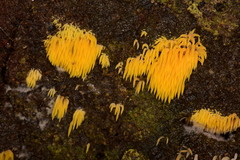 Mucronella flava image
