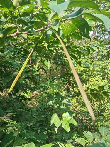 Holarrhena floribunda