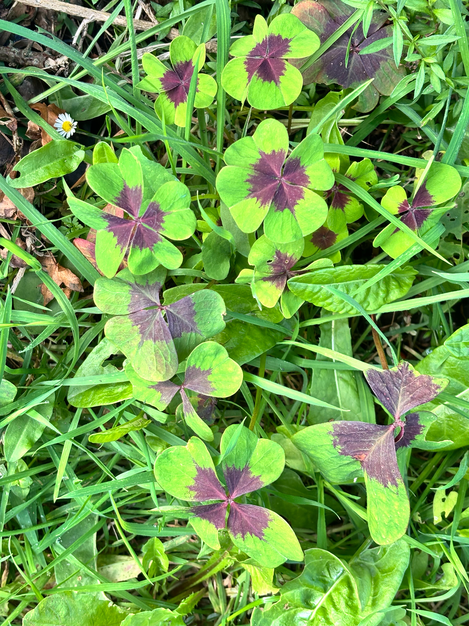 Four-Leaved Sorrel (Oxalis tetraphylla)