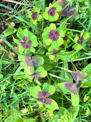 Trèfle D'appartement (Oxalis tetraphylla)