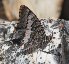 Charaxes pelias