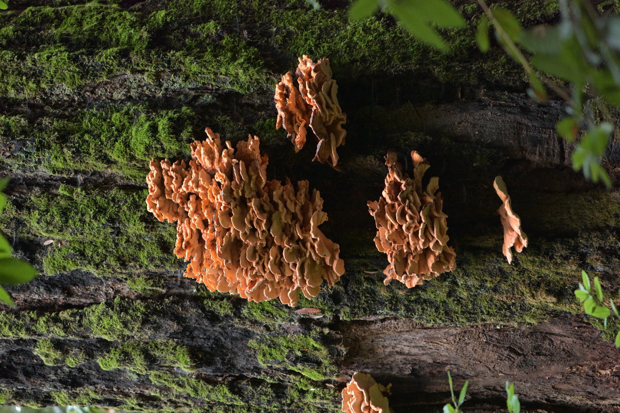 Laetiporus conifericola image