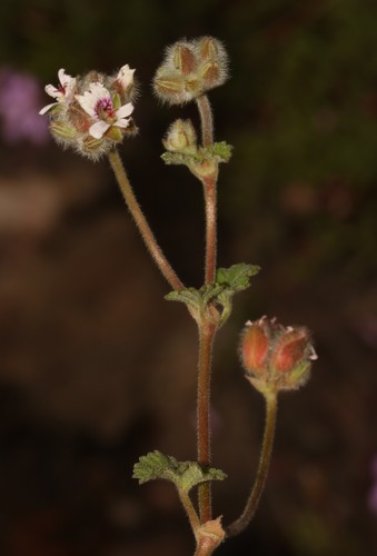 Image of Pelargonium sessiliflorum by (c) Brian du Preez, some rights reserved (CC BY-SA)