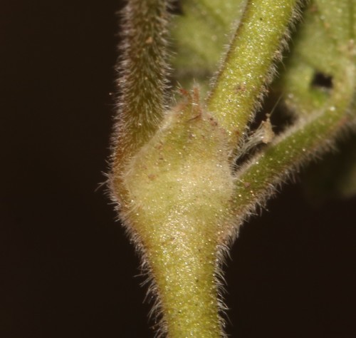 Image of Pelargonium sessiliflorum by (c) Brian du Preez, some rights reserved (CC BY-SA)