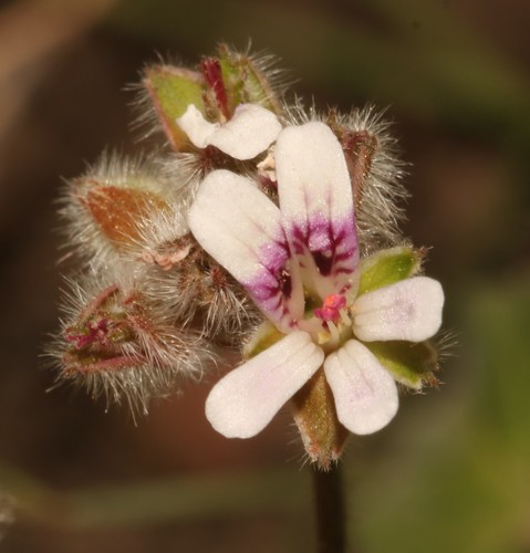 Short Roundleaf Storksbill (Pelargonium sessiliflorum)