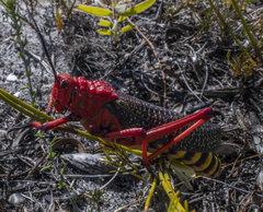 Phymateus morbillosus morbillosus