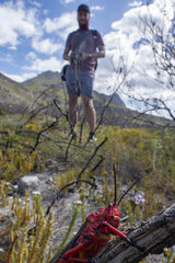 Phymateus morbillosus morbillosus