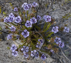 Roella maculata