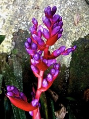 Aechmea weilbachii