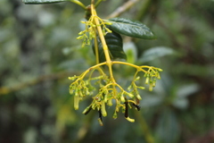 Palicourea lineariflora