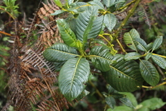 Palicourea lineariflora