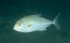 Seriola hippos