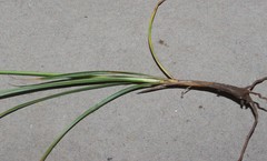 Carex capensis