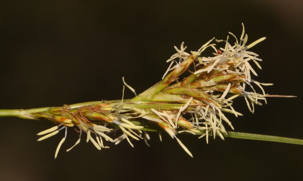 Cape Sedge