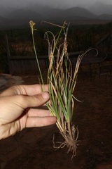 Carex capensis